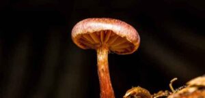 Magic Mushrooms on the Rise: What’s Up with Drug Use?